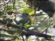 Speckle-faced Parrot (Pionus tumultuosus)