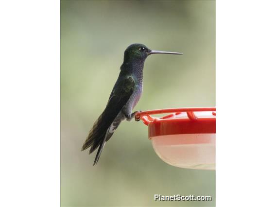 Green-backed Hillstar (Urochroa leucura)