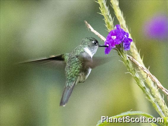 Ecuadorian Piedtail (Phlogophilus hemileucurus)