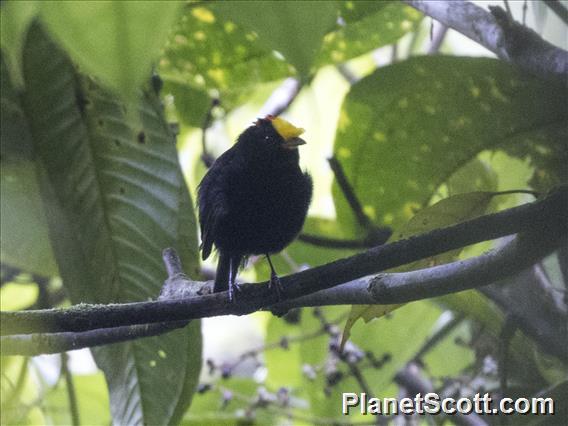 Golden-winged Manakin (Masius chrysopterus)