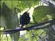 Golden-winged Manakin (Masius chrysopterus)