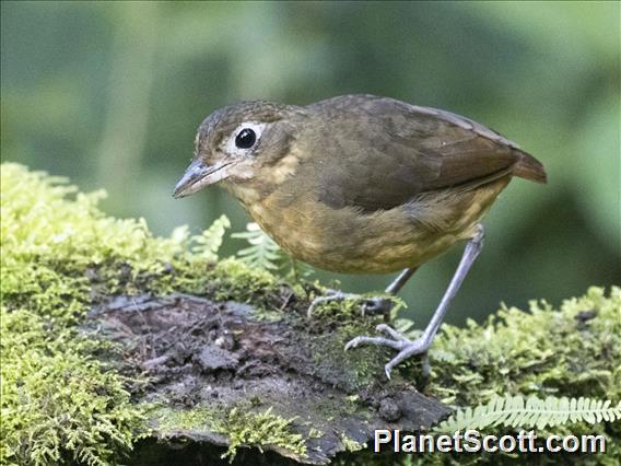 Plain-backed Antpitta (Grallaria haplonota)