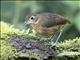 Plain-backed Antpitta (Grallaria haplonota)