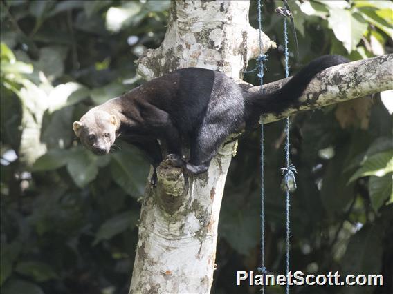 Tayra (Eira barbara)