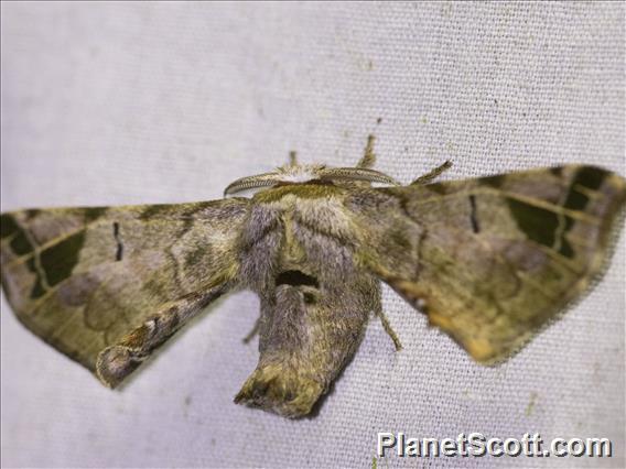 Silkworm Moth (Quentalia lapanensis)