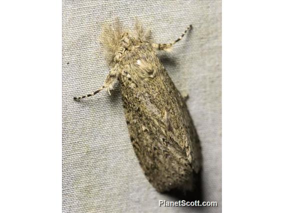 Prominent Moth (Notodontidae sp)