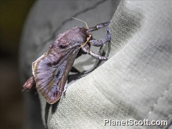 Saddleback Caterpillar Moth (Acharia sp)