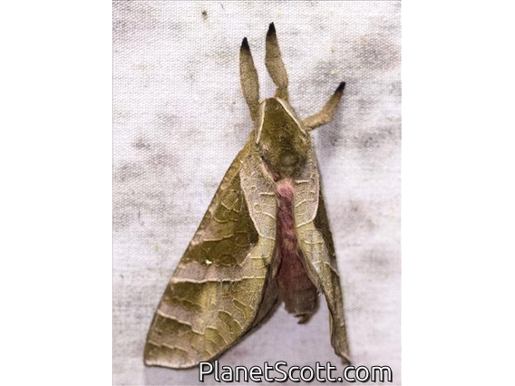 Swift Moth (Druceiella sp)