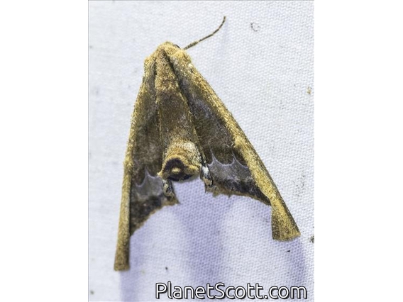 Pero Moth (Pero sp)