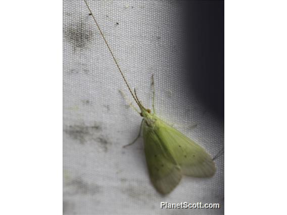 Caddisfly (Leptonema sp)