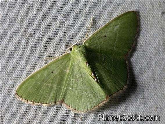 Emerald Moth (Lissochlora sp)