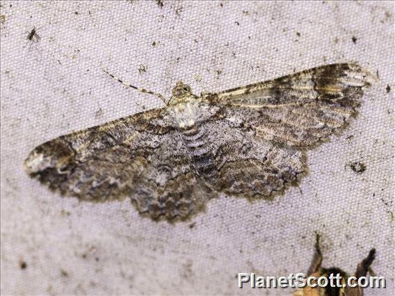 Geometer Moth (Geometera ssp4)