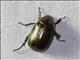 Scarab Beetle (Scarabaeida sp)