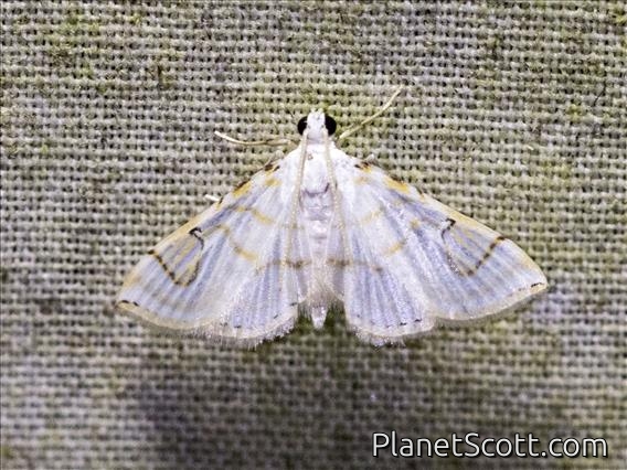 Pearl Moth (Neurophyseta sp)