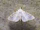 Pearl Moth (Neurophyseta sp)