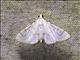 Pyralid Snout Moth (Pyralida sp)