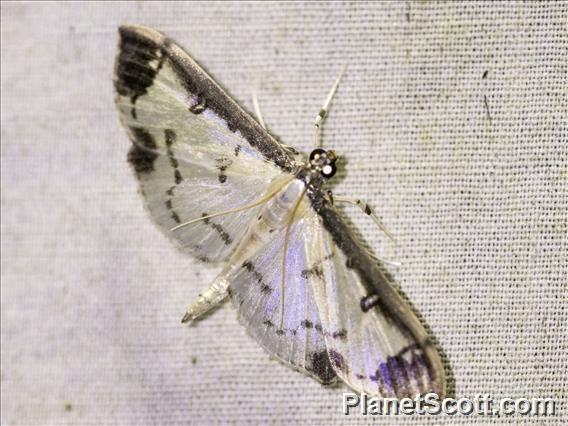 Pearl Moth (Eulepte ssp)