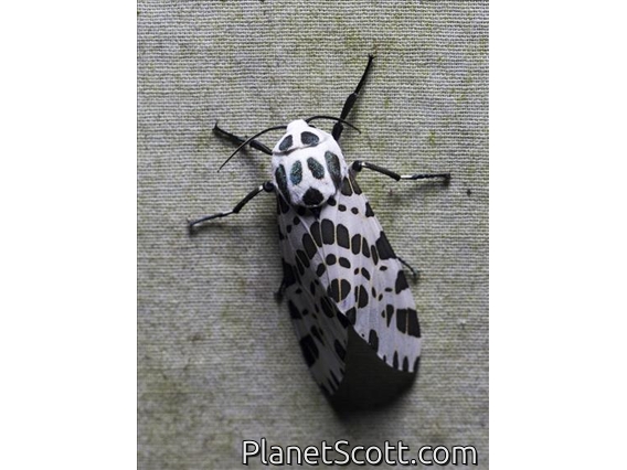 Tiger Moth (Oxyptera sp)