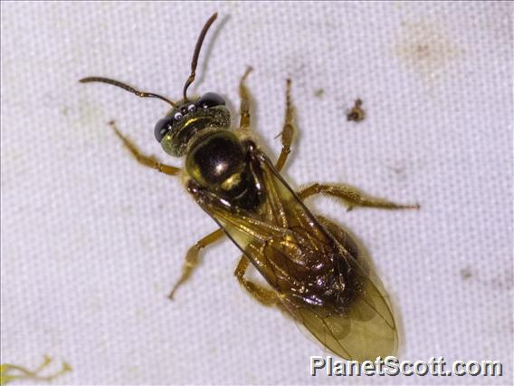 Sweat Bee (Megalopta sp)