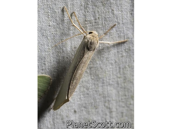 Lichen Moth (Agylla sp)