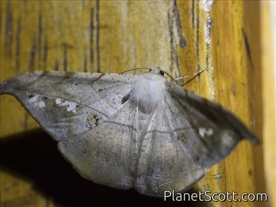 Geometer Moth (Ennominae ssp5)