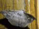 Geometer Moth (Ennominae ssp5)
