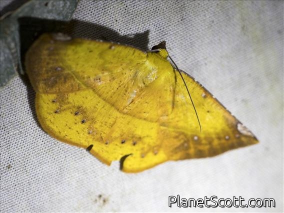 Geometer Moth (Ennominae sp)