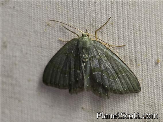 Emerald Moth (Chloropteryx sp)