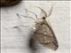 Geometer Moth (Geometera sp)