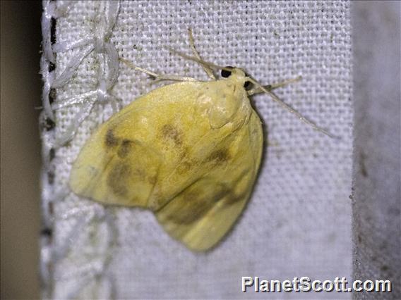 Lichen Moth (Pronola perdiffusa)