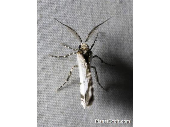 Crambid Snout Moth (Crambidae ssp2)