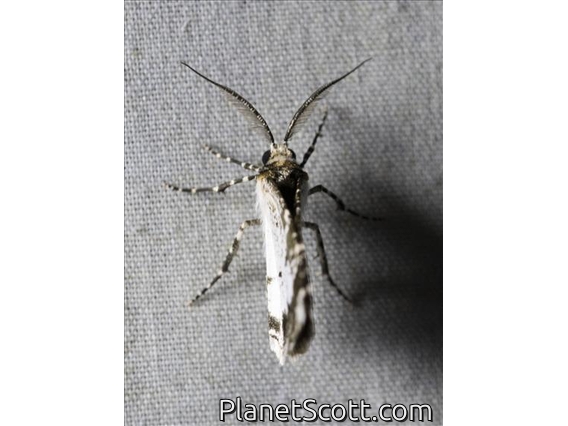 Geometer Moth (Cargolia sp)