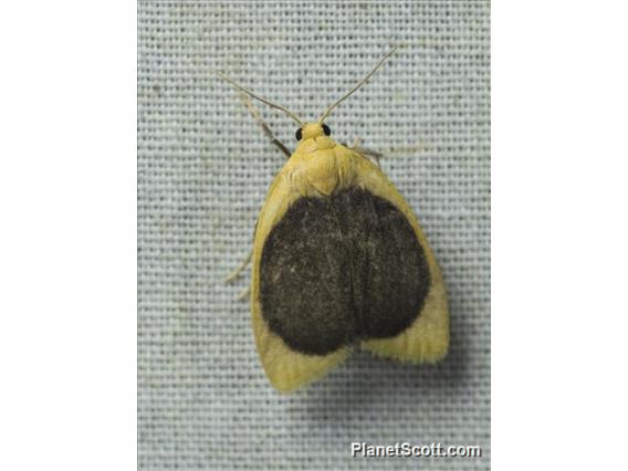 Lichen Moth (Pronola magniplaga)