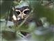 Band-bellied Owl (Pulsatrix melanota)