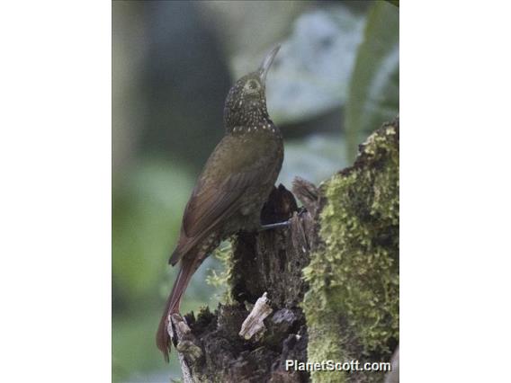 Black-billed Treehunter (Thripadectes melanorhynchus)