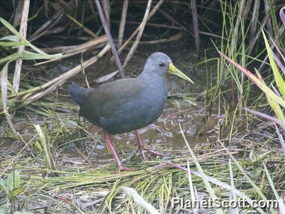 Blackish Rail (Pardirallus nigricans)