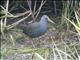 Blackish Rail (Pardirallus nigricans)