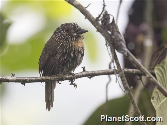 Black-streaked Puffbird (Malacoptila fulvogularis)