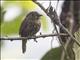 Black-streaked Puffbird (Malacoptila fulvogularis)