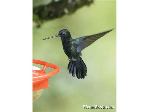 Blue-fronted Lancebill (Doryfera johannae)