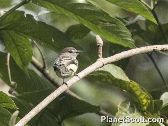 Brown-capped Vireo (Vireo leucophrys)