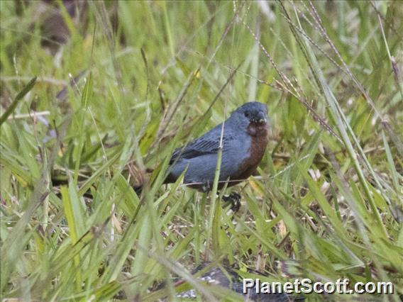 Chestnut-bellied Seedeater (Sporophila castaneiventris)