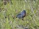 Chestnut-bellied Seedeater (Sporophila castaneiventris)