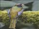 Collared Trogon (Trogon collaris)