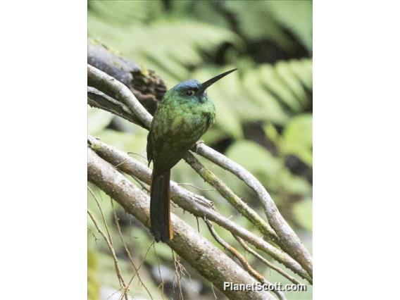 Coppery-chested Jacamar (Galbula pastazae)