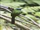 Coppery-chested Jacamar (Galbula pastazae)