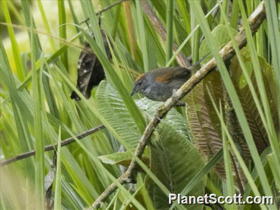 Dark-breasted Spinetail (Synallaxis albigularis)