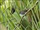 Dark-breasted Spinetail (Synallaxis albigularis)