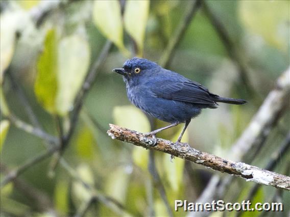 Deep-blue Flowerpiercer (Diglossa glauca)