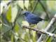 Deep-blue Flowerpiercer (Diglossa glauca)